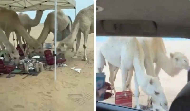 فيديو مخيف ومرعب: فتيات سعوديات يتعرضن لهجوم عنيف داخل خيمة في قلب الصحراء