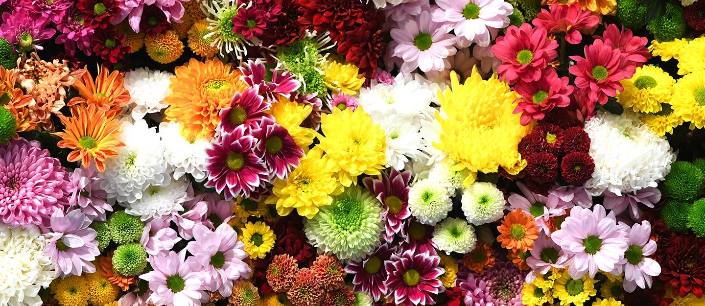 ما هي أجمل أنواع الأزهار وأشهر محلات ورد في الرياض