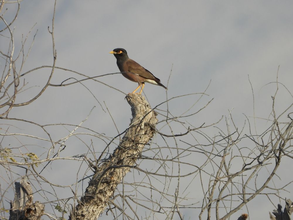 القضاء على 61 ألف من الطيور الغازية ببركاء والمصنعة
