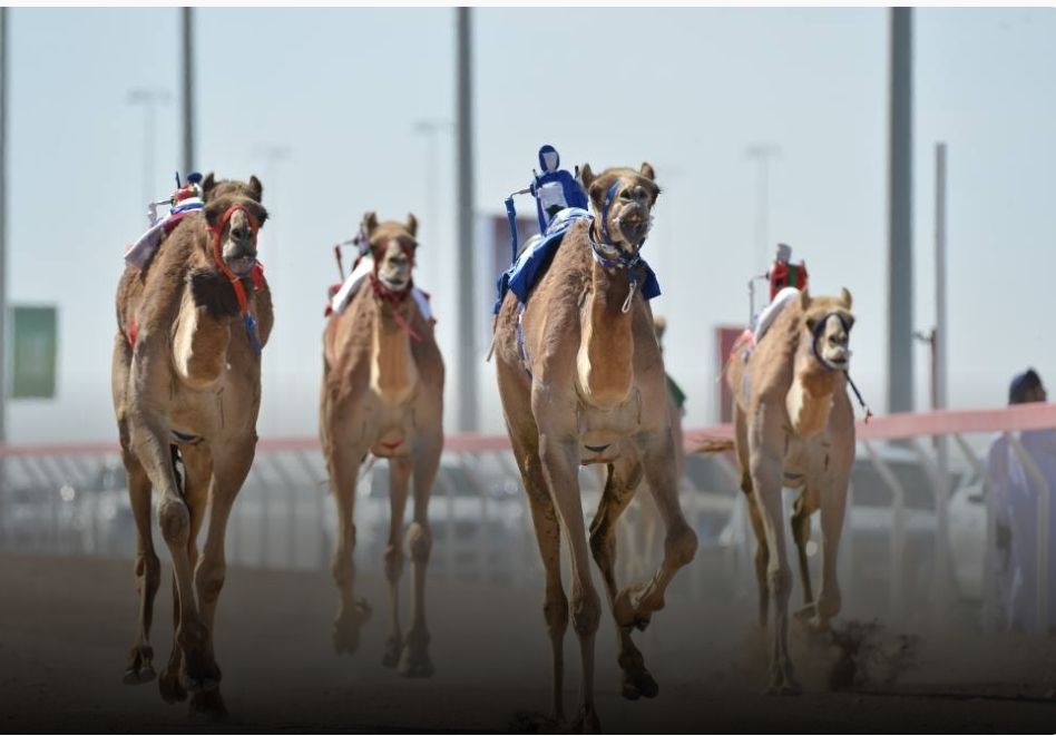 الاثنين القادم.. انطلاق منافسات مهرجان البشائر السنوي للهجن