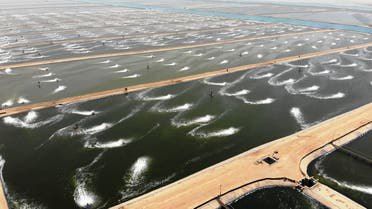 رسمياً.. الاستزراع للأسماك أولوية سعودية لتكثيف ثروات البحار