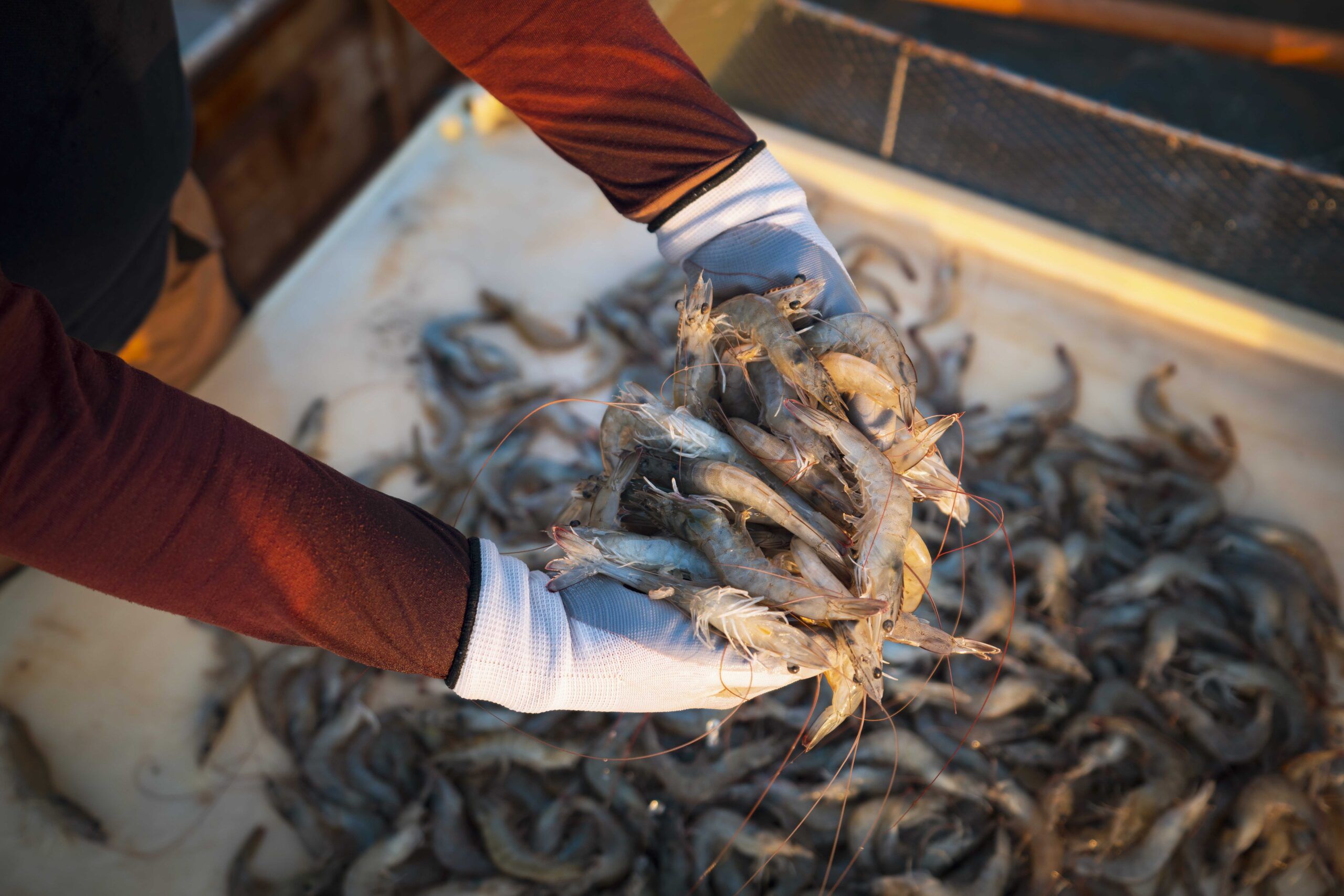 مشاريع استزراع الروبيان تحقق استثمارات تجاوزت 134مليون ريال