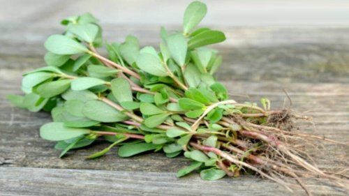 هذه العشبة المعجزة توجد في جدة والرياض.. تعالج 40 مرض وتسيطر على مستوى السكر وتقوي الذاكرة وتحميك من الزهايمر