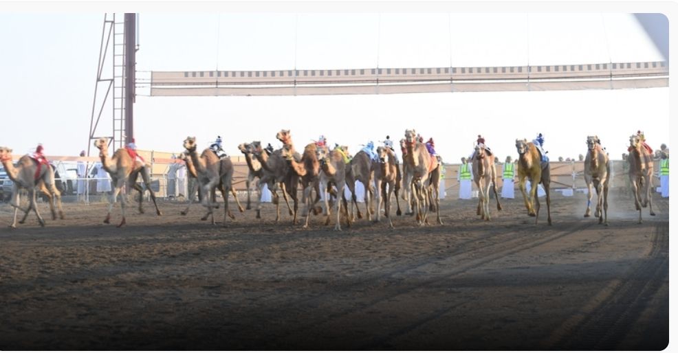 بعد غد .. بدء منافسات مهرجان البشائر السابع لسباقات الهجن