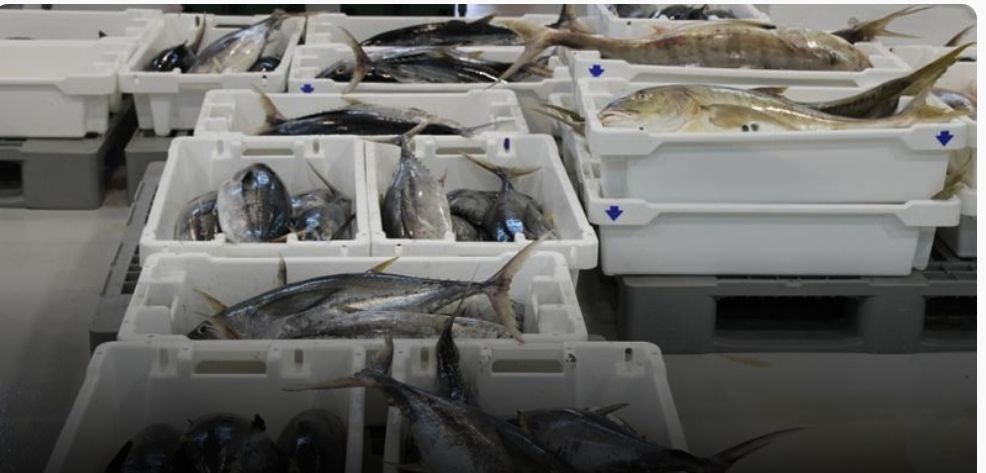 قطاع الاستزراع السمكي العماني يشارك في معارض دول مجلس التعاون