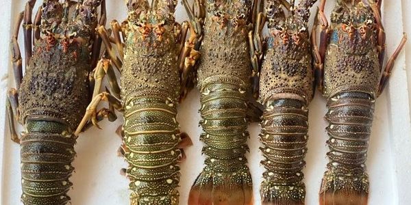 تعديل بعض أحكام اللائحة التنفيذية لقانون الصيد البحري وحماية الثروة المائية الحية