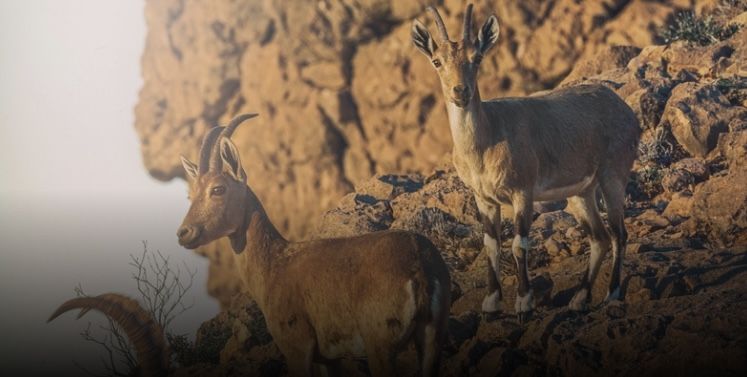 سلطنة عُمان تحتفي باليوم العالمي “للحياة البرية”