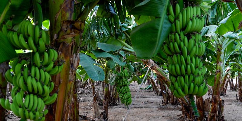 مزرعة رزات السلطانية تنجح في اكتشاف نـوع جديد من الموز