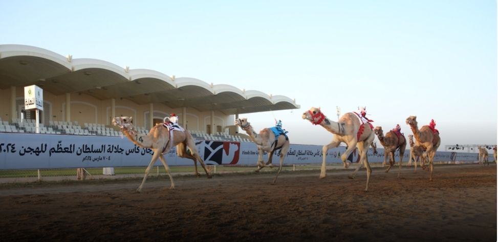 بدء مهرجان كأس جلالة السلطان للهجن بولاية بركاء