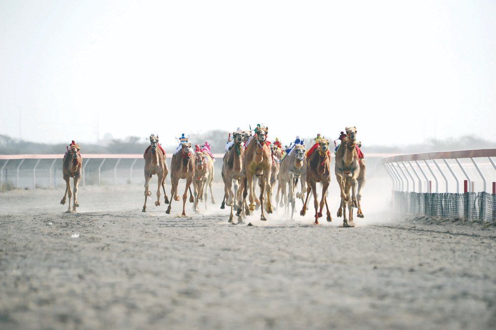 بتكليف سامٍ .. السّيّد حارب بن ثويني يرعى ختام مهرجان كأس السلطان المعظم للهجن