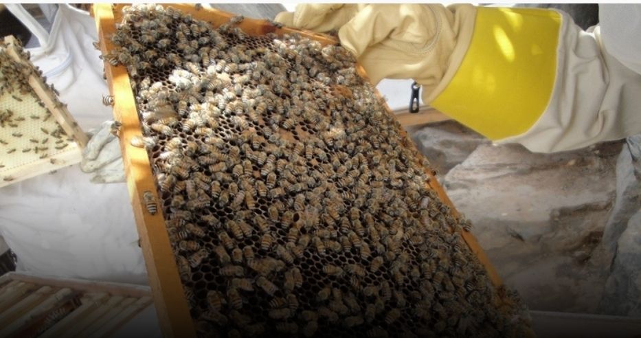 56 طنًّا كمية إنتاج العسل المحلي بمحافظة الظاهرة خلال 2023