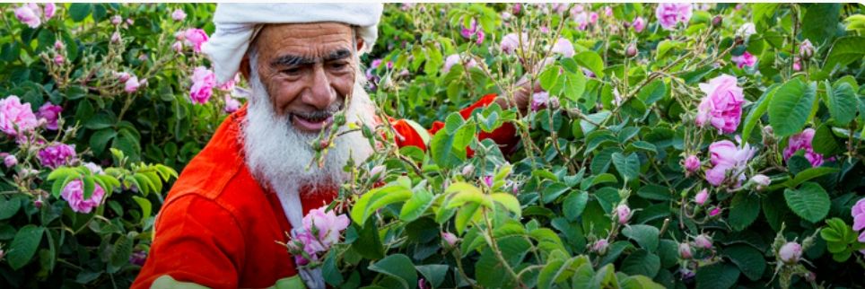 البدء في تنفيذ مشروع رفع القيمة المضافة لمحصول الورد بالجبل الأخضر