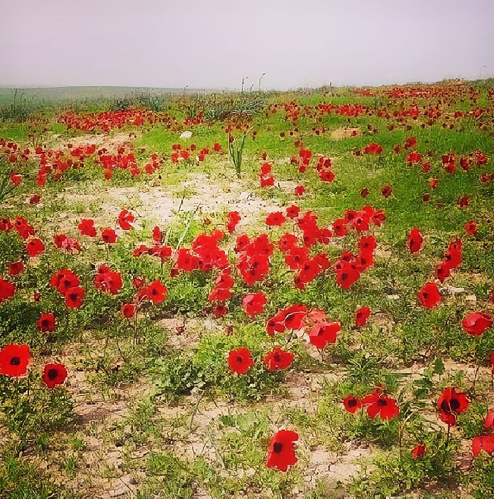 الإمارات للفلك : الأربعاء بدء فصل الربيع في الدولة