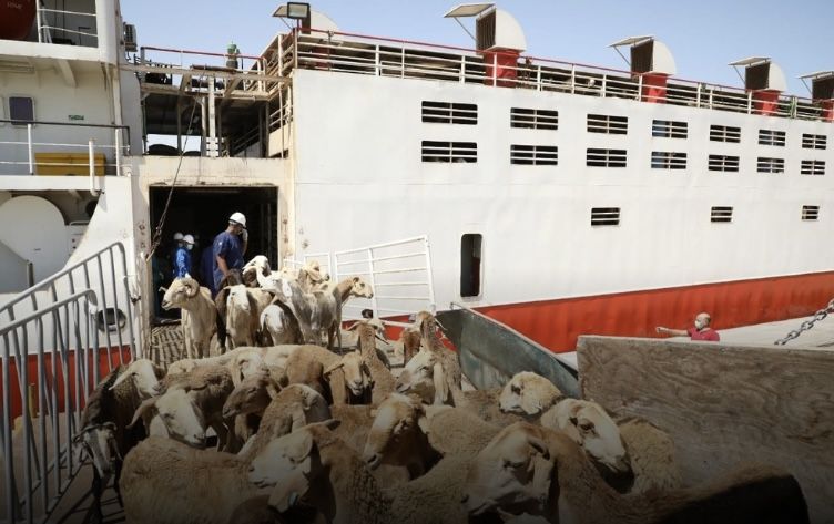 استيراد أكثر من 217 ألف رأس من المواشي لتلبيه احتياجات المستهلكين