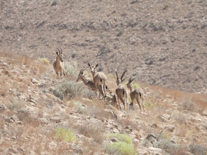 تجديد جائزة اليونسكو “السُّلطان قابوس لصون البيئة ” لمدة ست سنوات