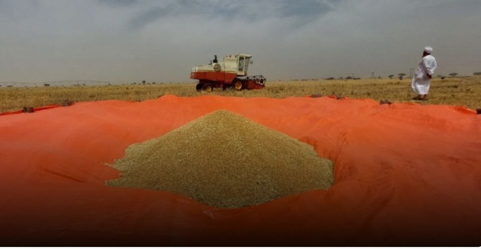 بدء حصاد محصول القمح بولاية ضنك