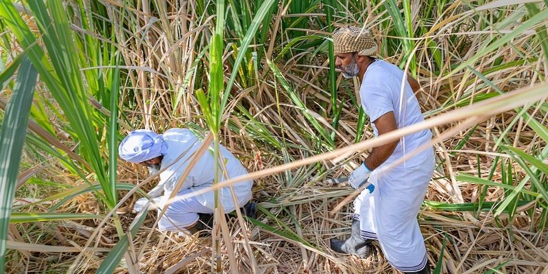 بإنتاج يبلغ 9 أطنان.. بدء حصاد قصب السكر في ولاية منح