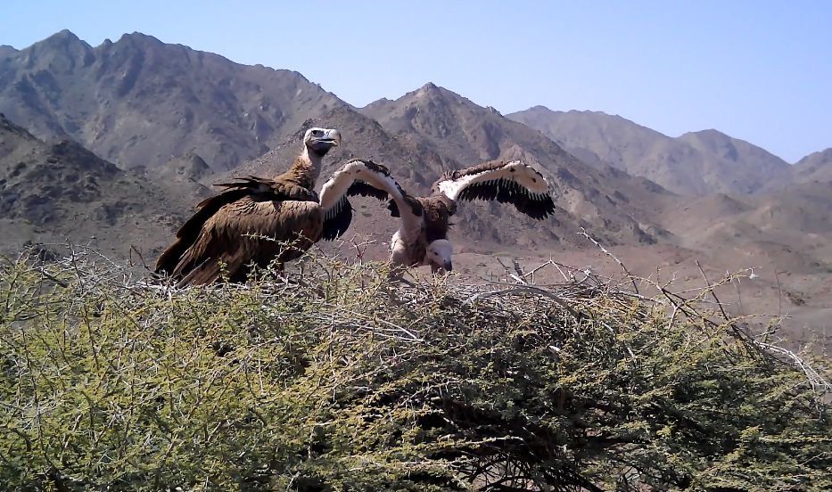 كيف يساهم النسر الأذون في التوازن البيئي ؟