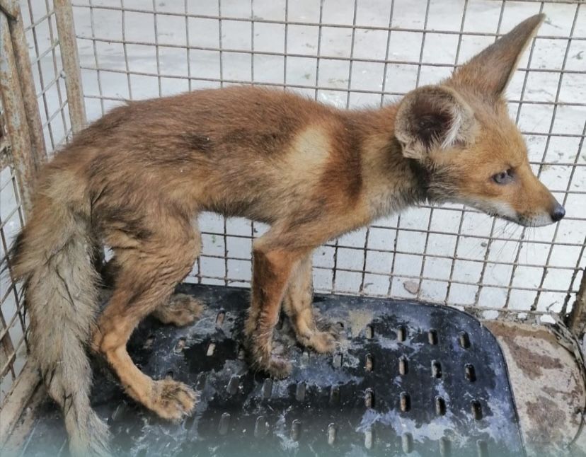 “هيئة البيئة ” تتعامل مع بلاغ وجود حيوان الثعلب الأحمر بصحم