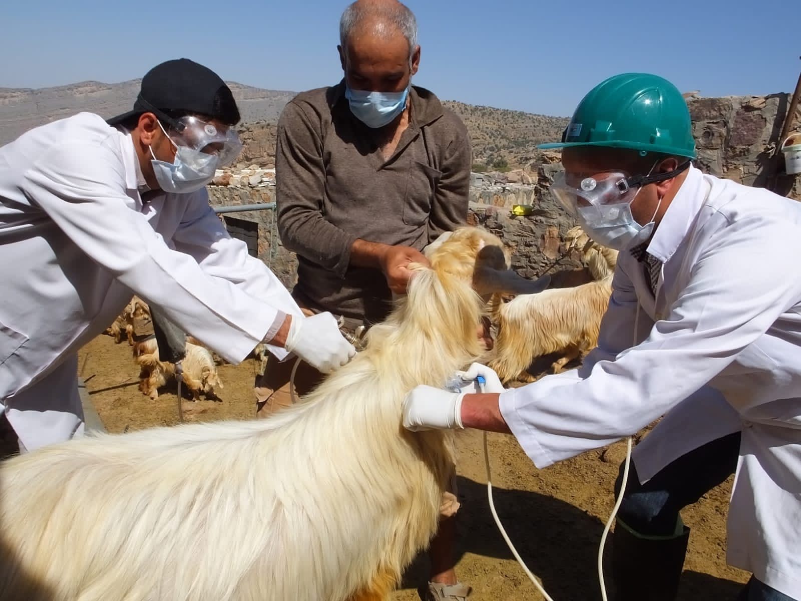 700 طبيباً يعملون في المهن المختصة بالطب البيطري