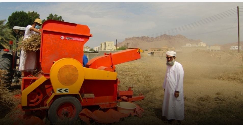 بإنتاج يبلغ أكثر من 140 طنًّا.. بدء حصاد القمح بولاية نزوى