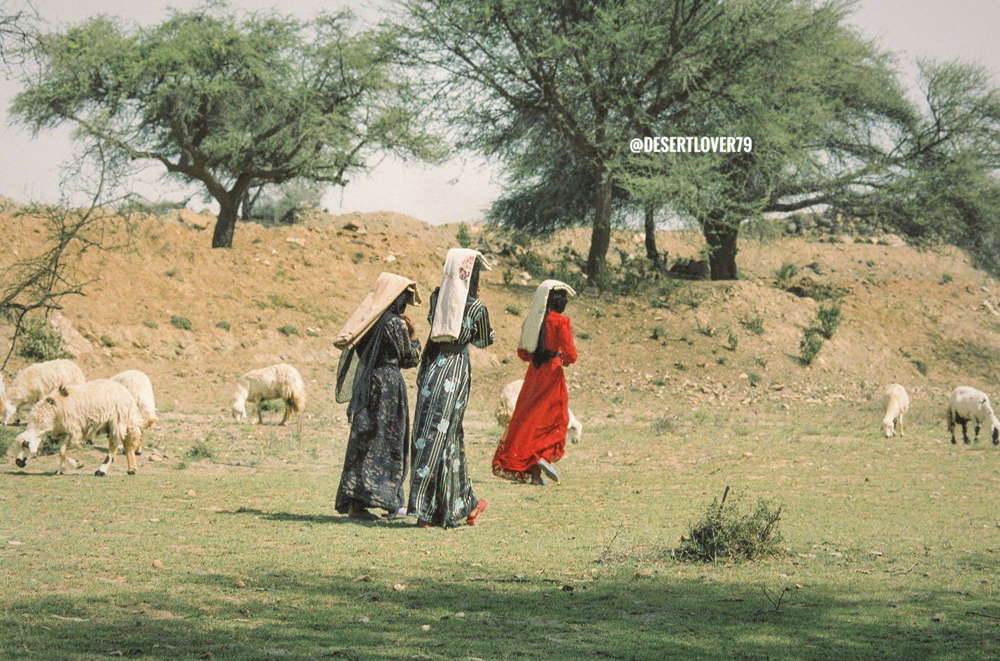 صدق او لاتصدق…سعوديات يرعين الغنم في الوديان…المفاجئة في لبسهن الغريب!