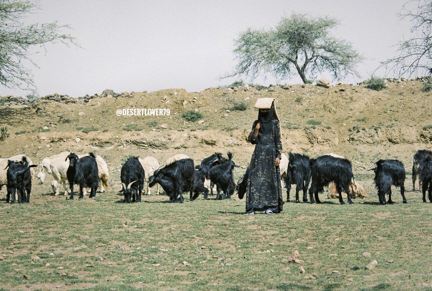 صدق او لاتصدق…سعوديات يرعين الغنم في الوديان…المفاجئة في لبسهن الغريب!