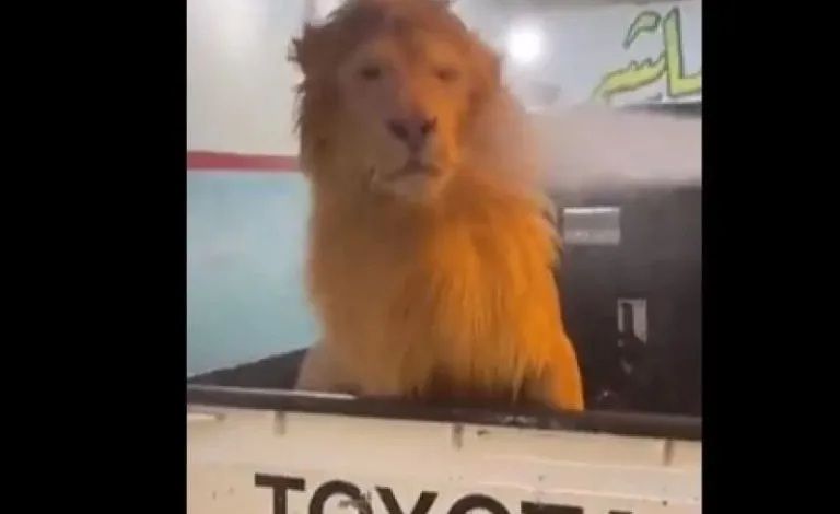 السعودية تصحو على فاجعة كبيرة… شاب سعودي مراهق يقوم بتغسيل أسد ضخم في سرويس سيارات… وما فعله الأسد به أفزع قلوب الجميع .. (فيديو)
