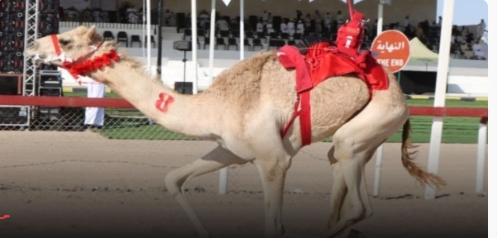 بدء مهرجان الأبيض الأهلي السنوي الثاني عشر للفطامين بسناو