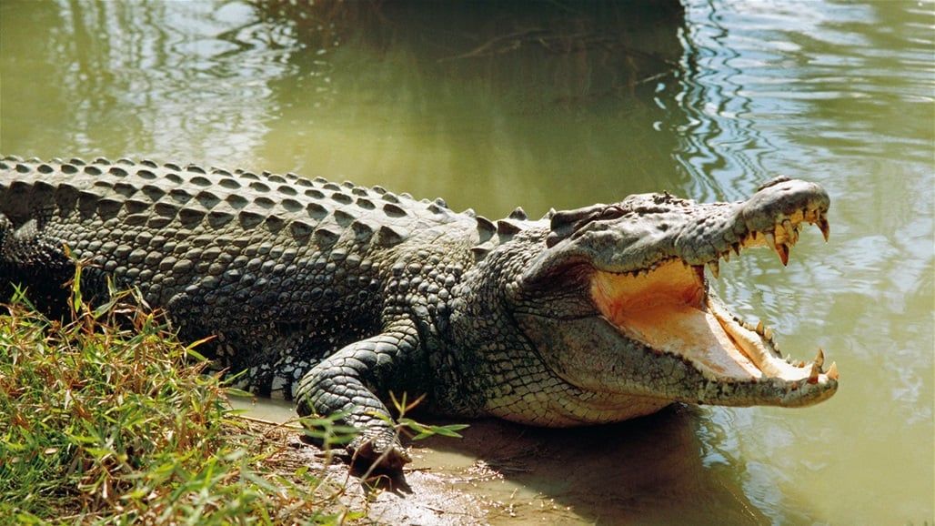 فاجعة تهز السعودية والعالم…أم تلقي بطفلها المعاق للتماسيح وتلوم زوجها على ذلك