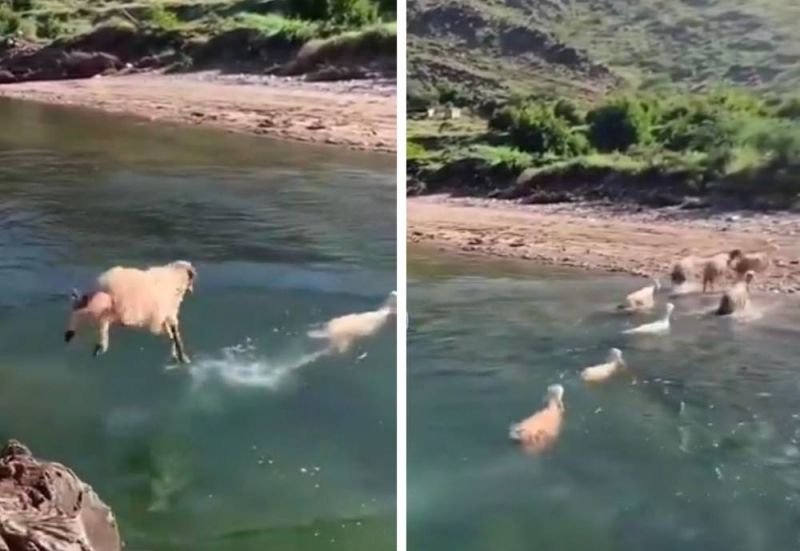 أغنام تقفز في الماء وتمارس السباحة لعبور أحد الأودية في المملكة..فيديو