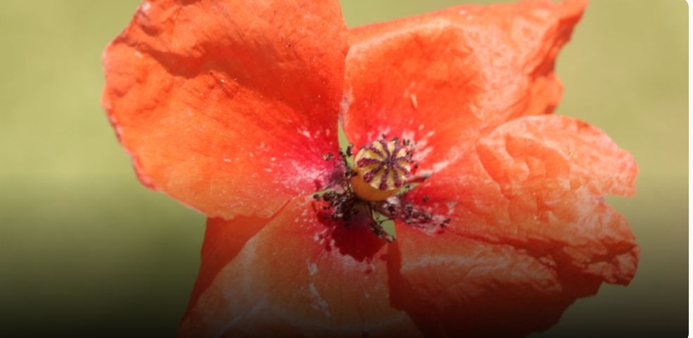 اكتشاف 10 أنواع جديدة من النباتات العُمانية