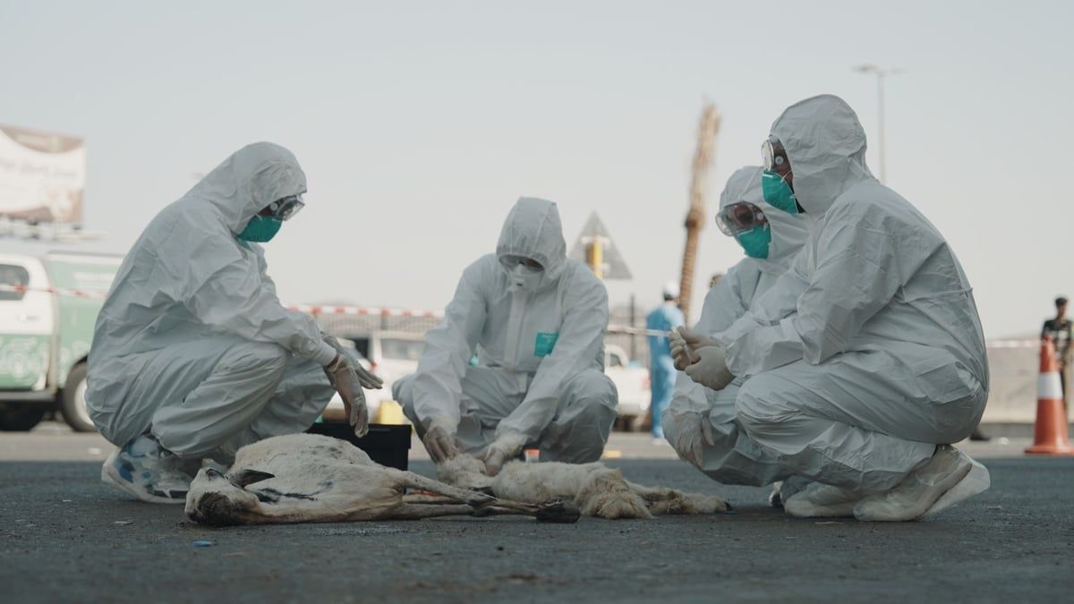 استعدادًا لموسم الحج.. “وقاء مكة” ينظّم تجربة فرضية للسيطرة على الأمراض الحيوانية