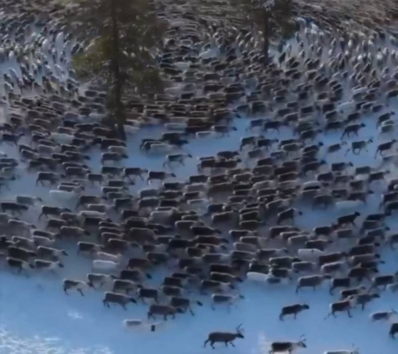 الذكاء الطبيعي: كيف يستخدم الرنة “إعصاره” لحماية قطيعه من المفترسات