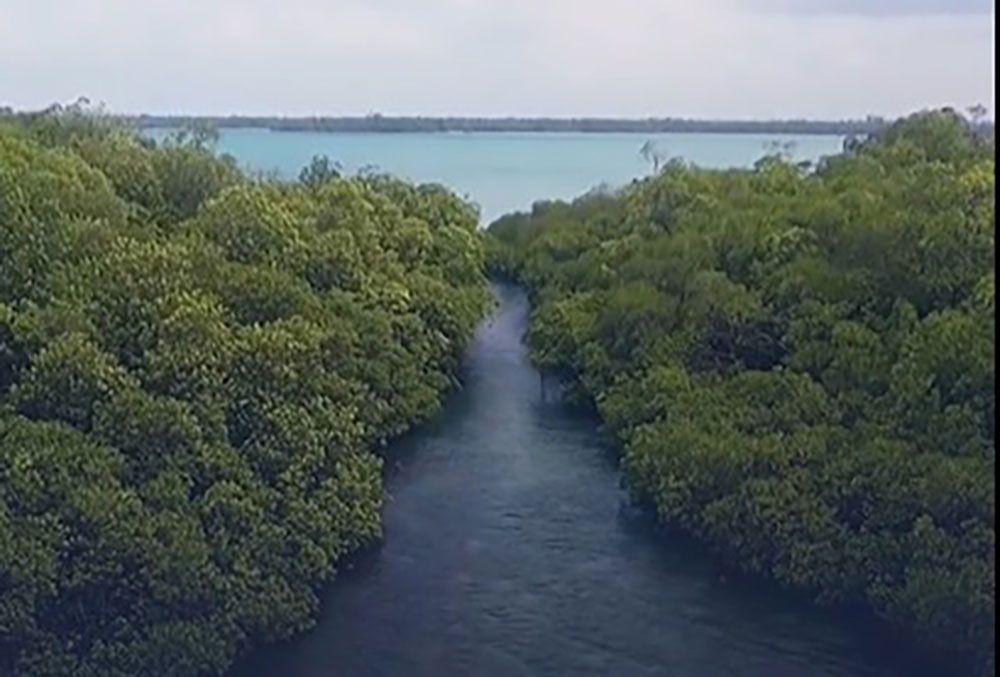 الإمارات تعلن وضع حجر الأساس لمركز "محمد بن زايد - جوكو ويدودو" لأبحاث القرم في إندونيسيا