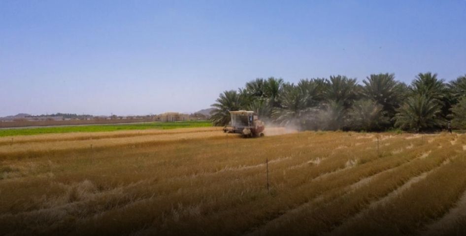 بزيادة 100% عن العام الماضي .. المطاحنُ العُمانية تشتري 10 آلاف طن من القمح
