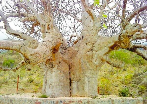 توضيح حول ما تم تداوله بشأن قطع مجموعة من الأشجار المعمرة بظفار