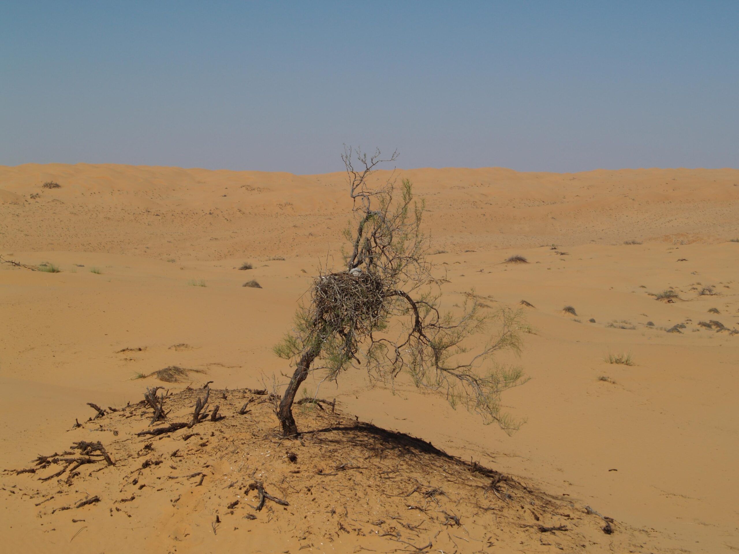 سلطنة عمان تحتفل باليوم العالمي للبيئة