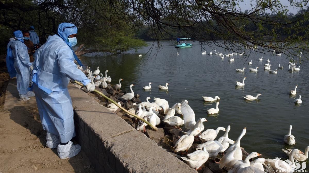 احذروا: القطط بوابة خلفية لانتقال أنفلونزا الطيور