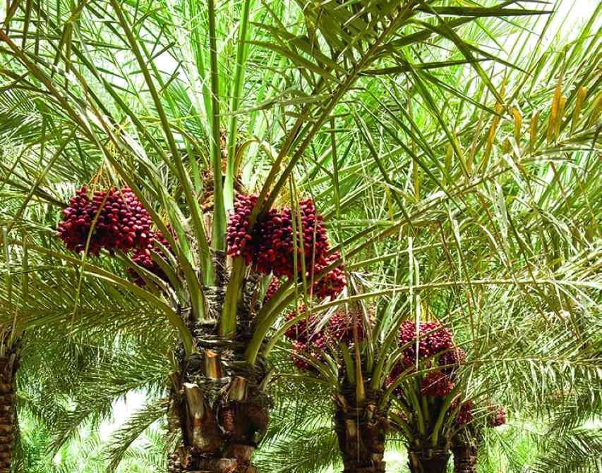 أشجار النخيل تثمر في غابة الصداقة الإماراتية الصينية
