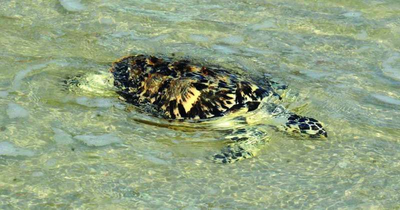 الكويت تُحافظ على سلاحفها