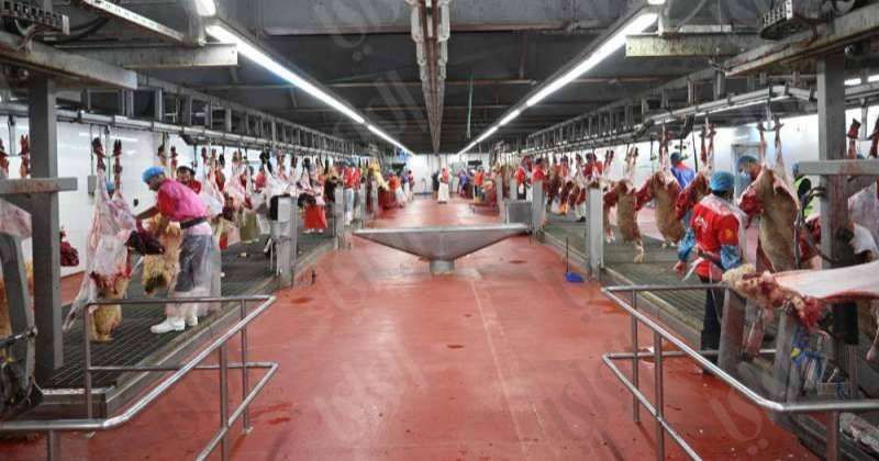 المسالخ استقبلت 34.322 ألف ذبيحة خلال عيد الأضحى