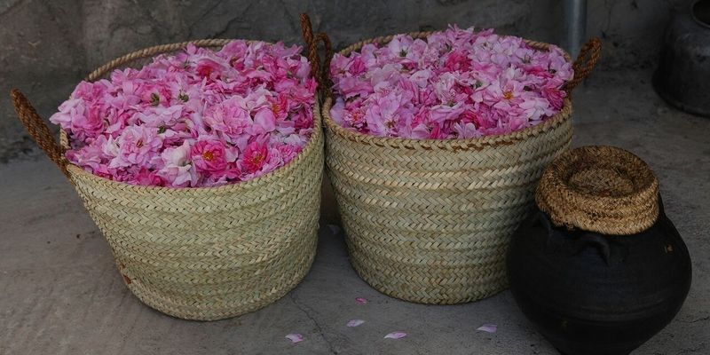 كم بلغت كمية إنتاج ورد الجبل الأخضر خلال الموسم الحالي ؟