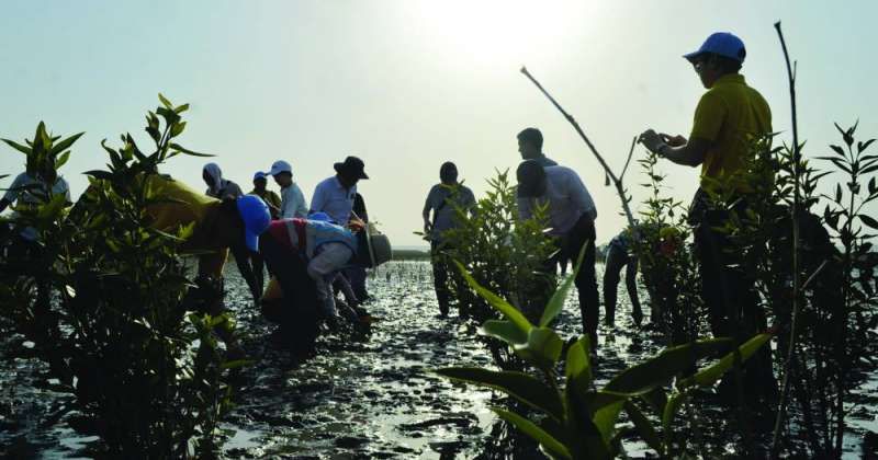 ديبلوماسيون يزرعون «المانغروف» في محمية الجهراء