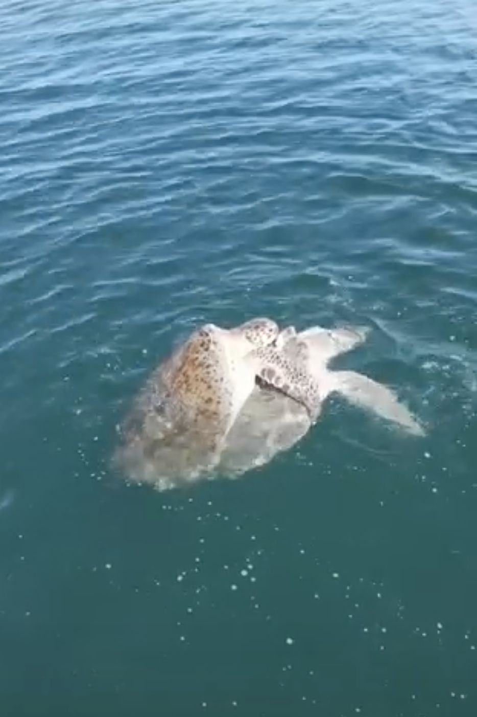 في مشهد نادر بجزر الديمانيات .. رصد تزاوج بين سلحفاتين بحريتين