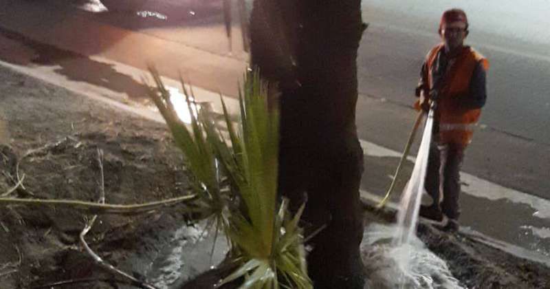 «الزراعة»: تزويد أشجار الطرق بالري اللازم في ظل الأجواء شديدة الحرارة