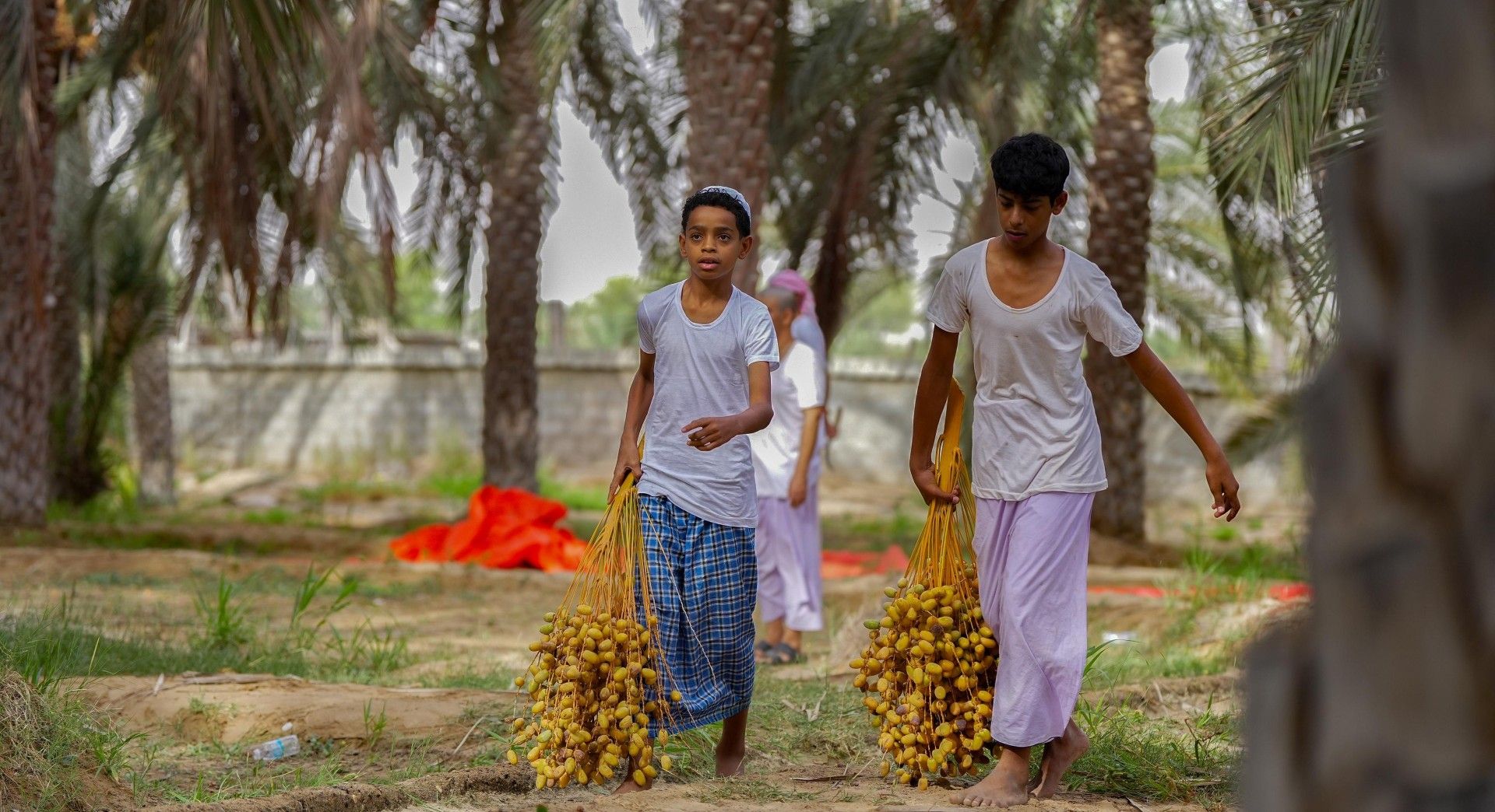 كم بلغت كمية إنتاج بسور “المبسلي” بولاية جعلان بني بو حسن ؟