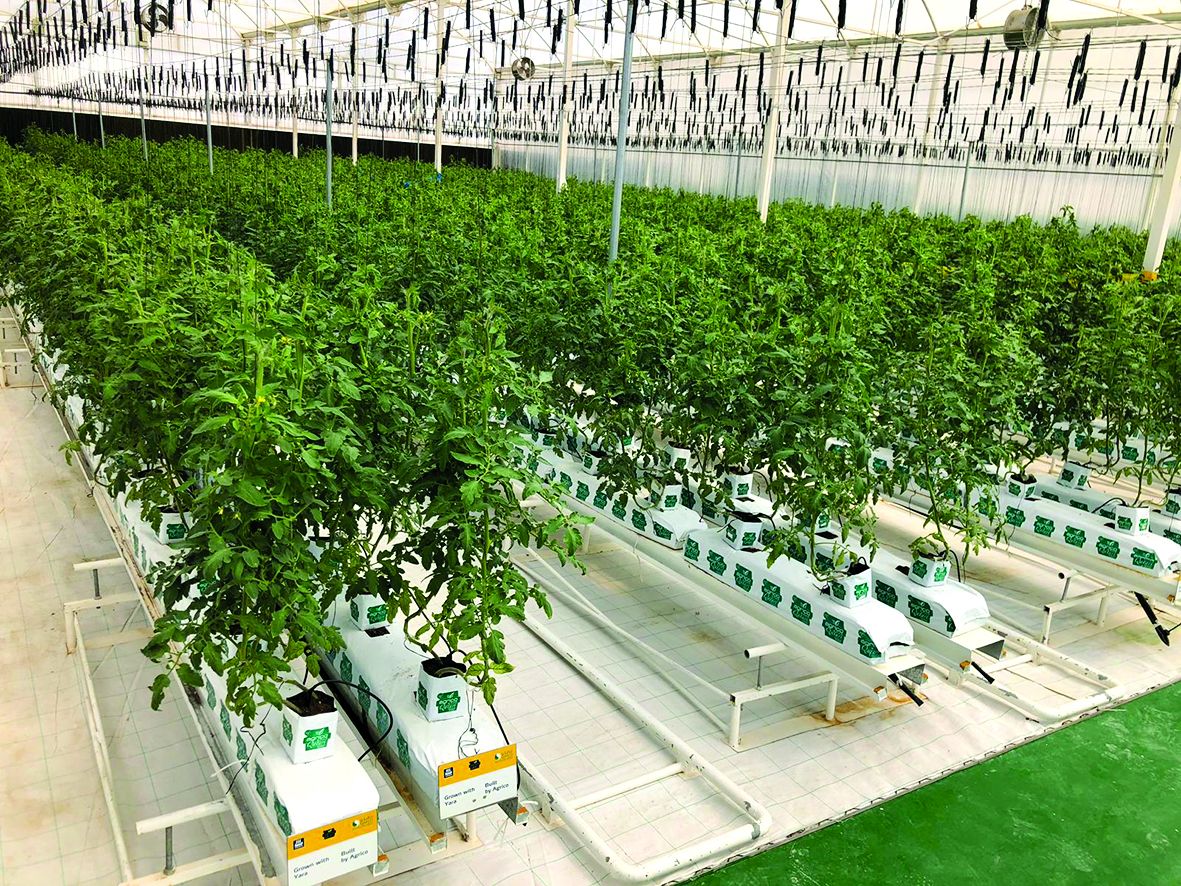 خبراء لـ «العرب»: «التكنولوجيا» تعزز إنتاج المزارع القطرية