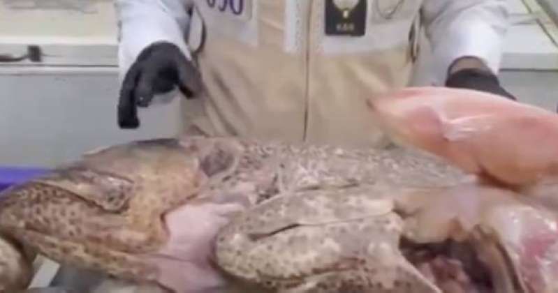 إتلاف 262 كيلوغراماً من الأسماك الفاسدة في المباركية