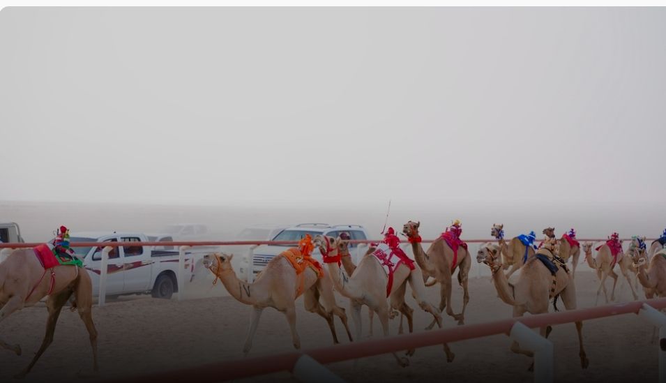 تتويج الفائزين بسباق الهجن